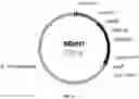 Fig. 16 - UDP-glycosyltransferases