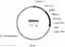 Fig. 17 - UDP-glycosyltransferases