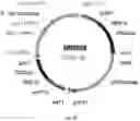 Fig. 20 - UDP-glycosyltransferases