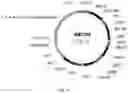 Fig. 22 - UDP-glycosyltransferases