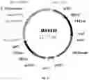 Fig. 23 - UDP-glycosyltransferases