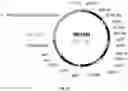 Fig. 25 - UDP-glycosyltransferases