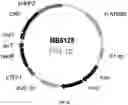 Fig. 26 - UDP-glycosyltransferases