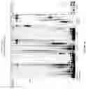 Fig. 06 - DNA polymerase theta mutants, methods of producing these mutants, and their uses
