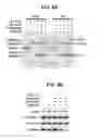 Fig. 12 - A NOVEL BOTULINUM NEUROTOXIN AND ITS DERIVATIVES