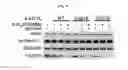 Fig. 13 - A NOVEL BOTULINUM NEUROTOXIN AND ITS DERIVATIVES