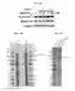 Fig. 15 - A NOVEL BOTULINUM NEUROTOXIN AND ITS DERIVATIVES