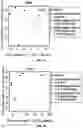 Fig. 08 - Selective labeling of 5-methylcytosine in circulating cell-free DNA
