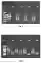 Fig. 03 - Method and kit for constructing a simplified genomic library