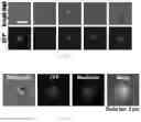 Fig. 05 - METHOD OF MANUFACTURING VESICLES BY DELIVERY OF RNA NANOPARTICLES AND VESICLES MANUFACTURED USING THE SAME
