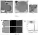 Fig. 06 - METHOD OF MANUFACTURING VESICLES BY DELIVERY OF RNA NANOPARTICLES AND VESICLES MANUFACTURED USING THE SAME