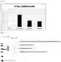 Fig. 04 - Single-stranded oligonucleotide