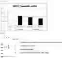 Fig. 05 - Single-stranded oligonucleotide