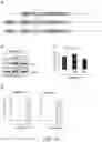 Fig. 19 - Functional nucleic acid molecule and use thereof