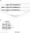 Fig. 20 - Functional nucleic acid molecule and use thereof