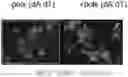 Fig. 01 - MODULATION OF IMMUNE RESPONSE THROUGH STIMULATOR OF INTERFERON GENES