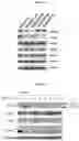 Fig. 07 - MODULATION OF IMMUNE RESPONSE THROUGH STIMULATOR OF INTERFERON GENES