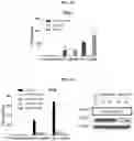 Fig. 13 - MODULATION OF IMMUNE RESPONSE THROUGH STIMULATOR OF INTERFERON GENES