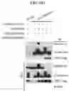 Fig. 24 - MODULATION OF IMMUNE RESPONSE THROUGH STIMULATOR OF INTERFERON GENES