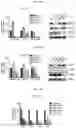 Fig. 32 - MODULATION OF IMMUNE RESPONSE THROUGH STIMULATOR OF INTERFERON GENES