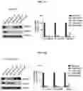Fig. 34 - MODULATION OF IMMUNE RESPONSE THROUGH STIMULATOR OF INTERFERON GENES