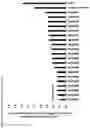 Fig. 08 - Immunosuppression-reverting oligonucleotides inhibiting the expression of CD39
