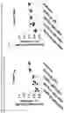 Fig. 29 - Immunosuppression-reverting oligonucleotides inhibiting the expression of CD39