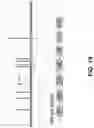 Fig. 27 - ANTISENSE OLIGONUCLEOTIDE DIRECTED REMOVAL OF PROTEOLYTIC CLEAVAGE SITES, THE HCHWA-D MUTATION, AND TRINUCLEOTIDE REPEAT EXPANSIONS