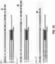 Fig. 28 - ANTISENSE OLIGONUCLEOTIDE DIRECTED REMOVAL OF PROTEOLYTIC CLEAVAGE SITES, THE HCHWA-D MUTATION, AND TRINUCLEOTIDE REPEAT EXPANSIONS