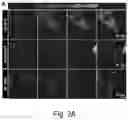 Fig. 03 - Optogenetic induction of membraneless organelles