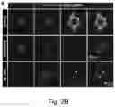 Fig. 04 - Optogenetic induction of membraneless organelles