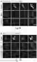 Fig. 09 - Optogenetic induction of membraneless organelles