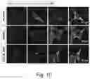 Fig. 12 - Optogenetic induction of membraneless organelles
