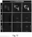 Fig. 14 - Optogenetic induction of membraneless organelles