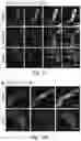 Fig. 15 - Optogenetic induction of membraneless organelles