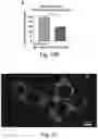 Fig. 16 - Optogenetic induction of membraneless organelles