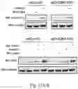 Fig. 25 - Optogenetic induction of membraneless organelles