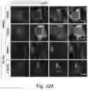 Fig. 26 - Optogenetic induction of membraneless organelles