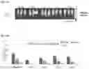 Fig. 05 - Amplicon Expression Vector Vaccines