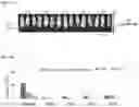 Fig. 07 - Amplicon Expression Vector Vaccines