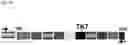 Fig. 11 - Amplicon Expression Vector Vaccines