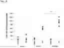 Fig. 15 - Amplicon Expression Vector Vaccines
