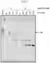 Fig. 03 - DNA PRODUCTION METHOD AND DNA FRAGMENT-JOINING KIT