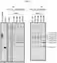 Fig. 06 - DNA PRODUCTION METHOD AND DNA FRAGMENT-JOINING KIT