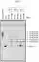 Fig. 08 - DNA PRODUCTION METHOD AND DNA FRAGMENT-JOINING KIT