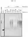 Fig. 12 - DNA PRODUCTION METHOD AND DNA FRAGMENT-JOINING KIT