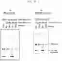 Fig. 16 - DNA PRODUCTION METHOD AND DNA FRAGMENT-JOINING KIT