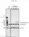 Fig. 26 - DNA PRODUCTION METHOD AND DNA FRAGMENT-JOINING KIT