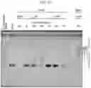 Fig. 28 - DNA PRODUCTION METHOD AND DNA FRAGMENT-JOINING KIT