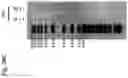 Fig. 25 - ENCAPSULATED POLYNUCLEOTIDES AND METHODS OF USE